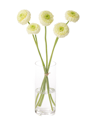 【生花】ガーベラ(ポンポン咲き) ディヴィディヴィ