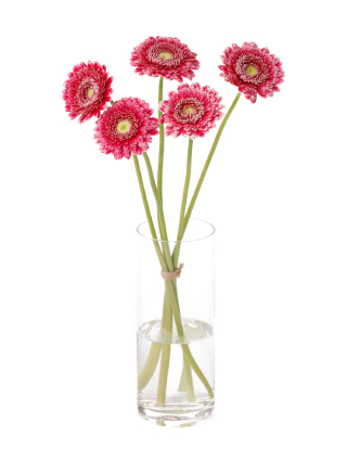 【入荷花材】ガーベラ(ポンポン咲き) ハデス