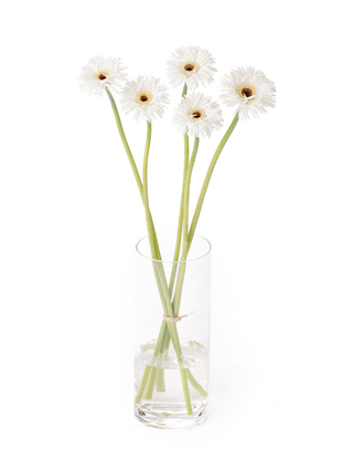 【生花】ガーベラ(スパイダー) レドンド