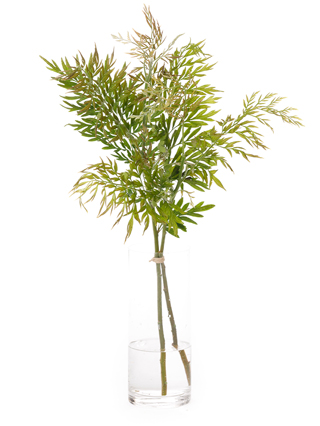 【生花】グレビリア ロブスター