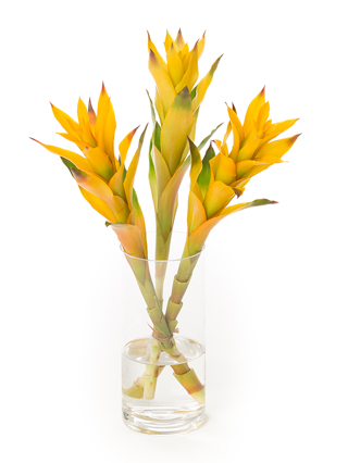 【生花】グズマニア マルジャン