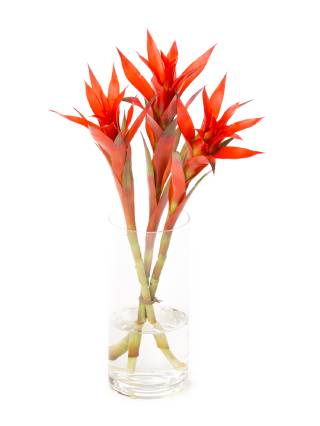 【生花】グズマニア(赤) 品種おまかせ