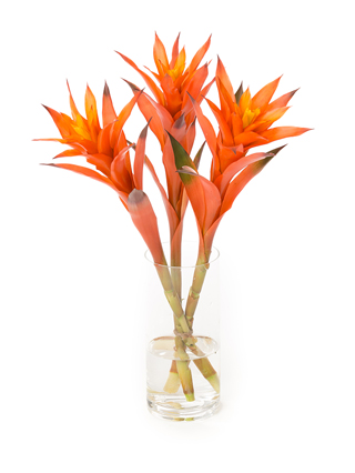 【生花】グズマニア オランジェイド