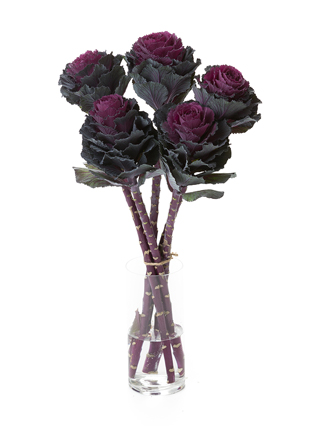 【生花】ハボタン　エレガンス