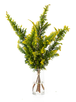 【生花】クジャクヒバ