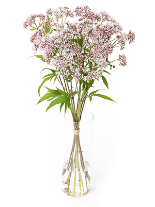 【生花】フジバカマ ピンク