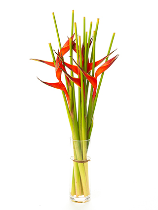 【生花】ヘリコニヤ ファイヤーバード