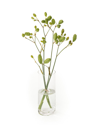 【生花】ヒオウギ(緑) 品種おまかせ