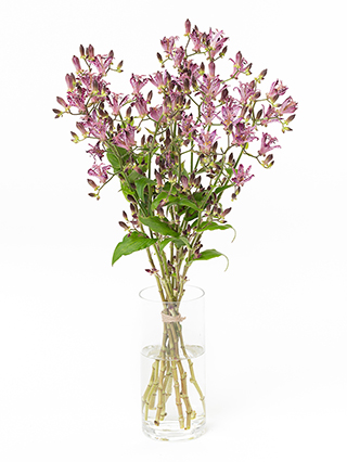 【生花】ホトトギス シノノメ