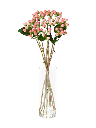 【生花】ヒペリカム ココカジノ