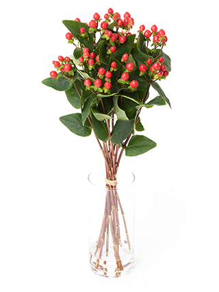 生花】ヒペリカム(赤) 品種おまかせ【50cm/エチオピア】｜Flower