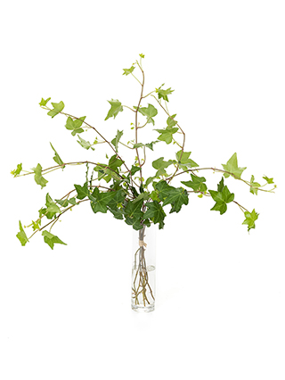 【入荷花材】アイビー　ピッツバーグ(斑なし)