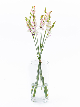 【生花】イキシア パノラマ