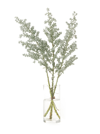 【生花】コチア(白) 品種おまかせ