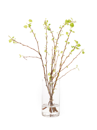 【生花】キバコデマリ