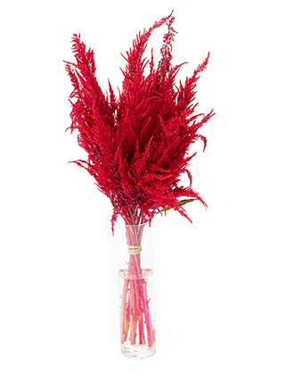 【生花】ケイトウ(セロシア) センチュリーレッド