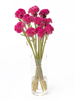 【生花】ケイトウ クルメピンク