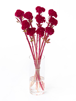 【生花】ケイトウ クルメアカジク