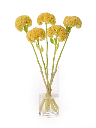 【生花】ケイトウ リプライズゴールド