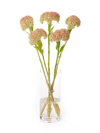 【生花】ケイトウ リプライズイエロー