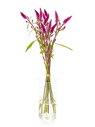 【生花】ケイトウ(セロシア) ローズベリーパフェ