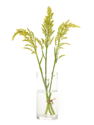 【生花】ケイトウ(セロシア) シルフィード