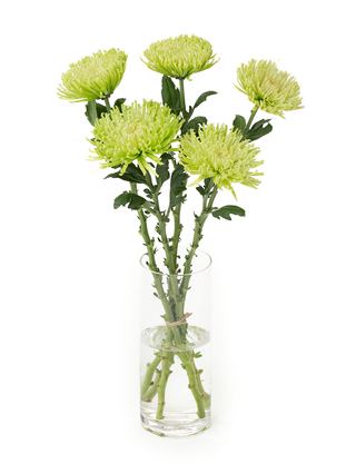 【生花】菊(ディスバッドマム) アナスタシアダークライム