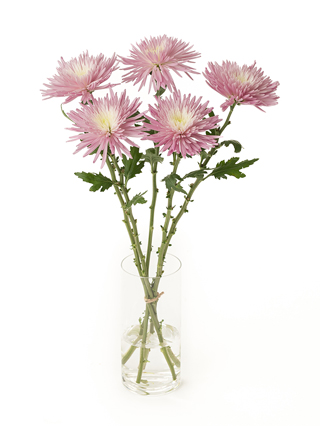 【生花】菊(ディスバッドマム) アナスタシアライトピンク