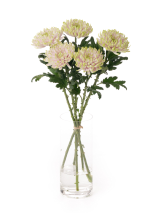 【入荷花材】菊(ディスバッドマム) ロサーノシャルロッテ