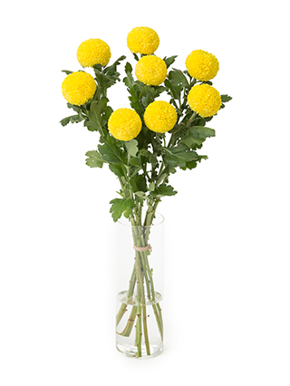 【生花】菊(ピンポンマム)黄 品種おまかせ
