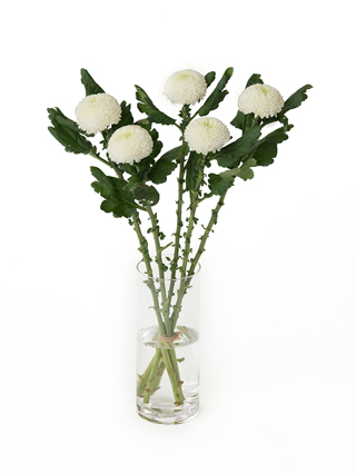 生花】菊(ピンポンマム)白 品種おまかせ【60cm/マレーシア