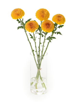 【生花】菊(ピンポンマム) パラドフ