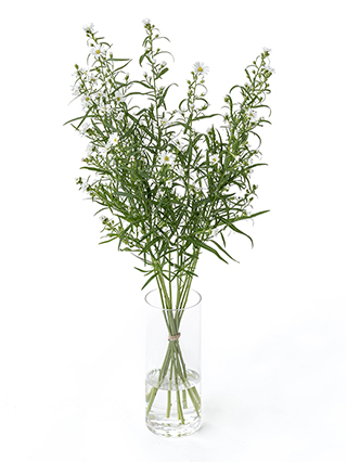 【生花】クジャクソウ ホワイトクイーン