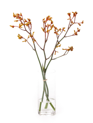 【生花】カンガルーポー ゴールドフィーバー