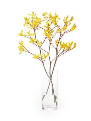 【生花】カンガルーポー カンガルーイエロー