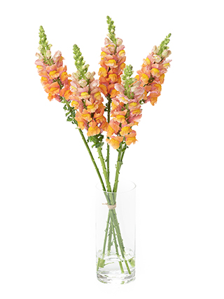 【生花】キンギョソウ(スナップ) アンティークオレンジ