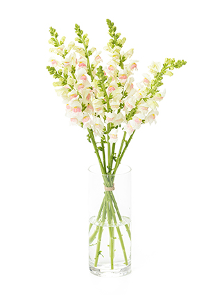 【生花】キンギョソウ(スナップ) アップルブロッサム