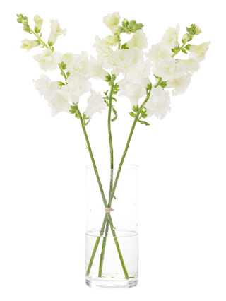 【生花】キンギョソウ(スナップ) ブラストホワイト