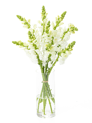 【生花】キンギョソウ(スナップ) レジェホワイト