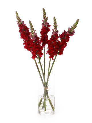 【生花】キンギョソウ(スナップ) メリーランドレッド