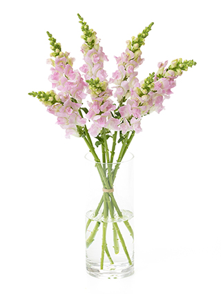 【生花】キンギョソウ(スナップ)薄ピンク 品種おまかせ