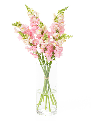 【生花】キンギョソウ(スナップ)ピンク 品種おまかせ