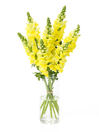 【生花】キンギョソウ(スナップ)黄 品種おまかせ