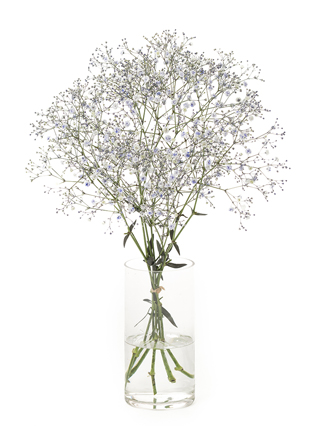 【生花】カスミソウ(染め)ラベンダー 品種おまかせ