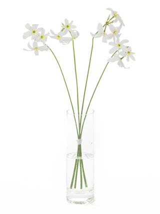 【生花】リューココリーネホワイト