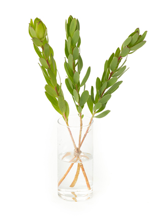 【生花】リューカデンドロン ゴールドストライク