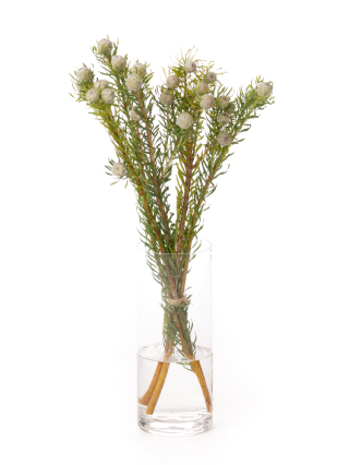 生花】リューカデンドロン ゴールドストライク【緑/60cm 生花】リューカデンドロン ゴールドストライク【緑/60cm
