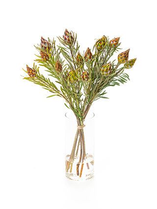 【生花】リューカデンドロン プルモサス