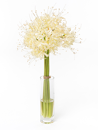 【生花】リコリス アルビフローラ