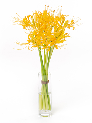 【生花】リコリス オーレア